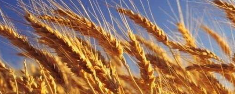德紫麦1号小麦品种的特性，适宜播期10月上中旬