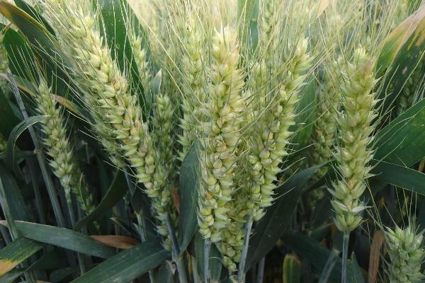 德紫麦1号小麦品种的特性，适宜播期10月上中旬