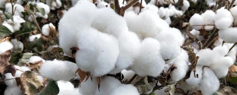 鲁棉1172棉花种子特征特性，适宜播期4月25日左右