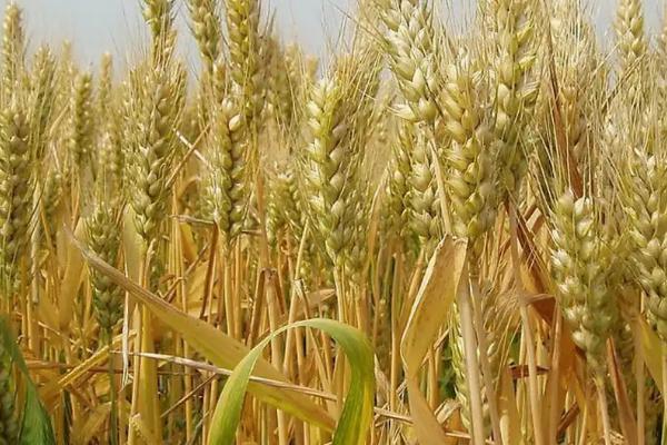 山农51号小麦品种的特性，适宜播期10月5～15日