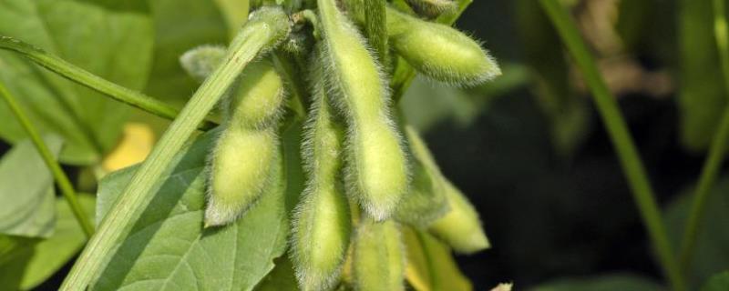 天辰6号大豆品种的特性，适宜播期为6月5～20日