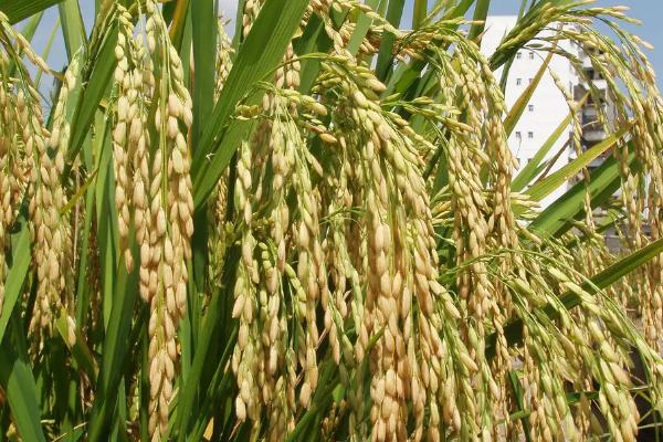 济糯1号水稻种子特征特性，属中晚熟粳糯品种