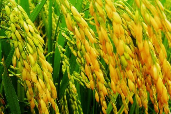 临秀67水稻种子特点，适宜密度每亩20000穴左右