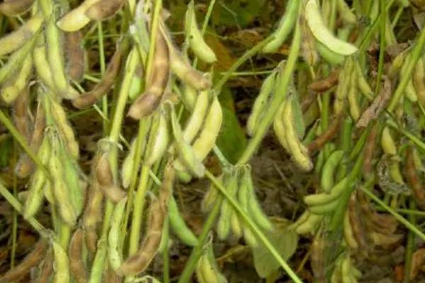 吉育242大豆品种的特性，早熟品种