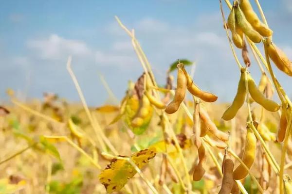 吉农210大豆种子特征特性，中晚熟品种