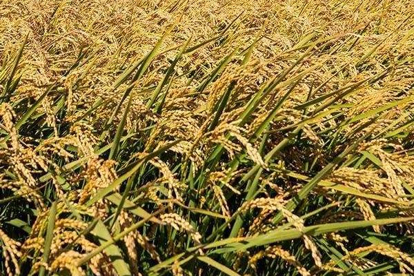 吉粳325水稻种子特点，生育期间注意及时防治稻瘟病