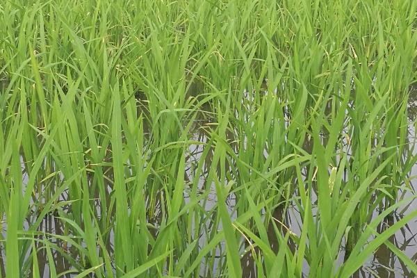 庆林粘78水稻品种的特性，7月上中旬注意防治二化螟