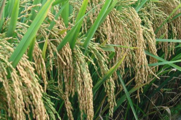 吉粳305水稻种简介，每亩有效穗数31.5万
