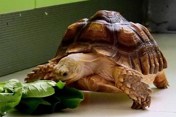 苏卡塔尔陆龟怎么养，平时要带它晒太阳