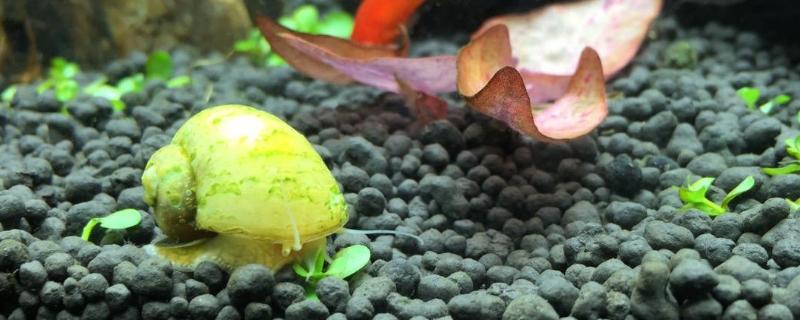 黄金螺吃鱼屎吗，黄金螺通常是不吃鱼屎的
