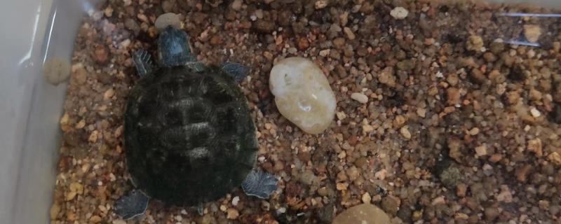 春季是否要将乌龟放在水中，可以入水但要让它们适应一段时间