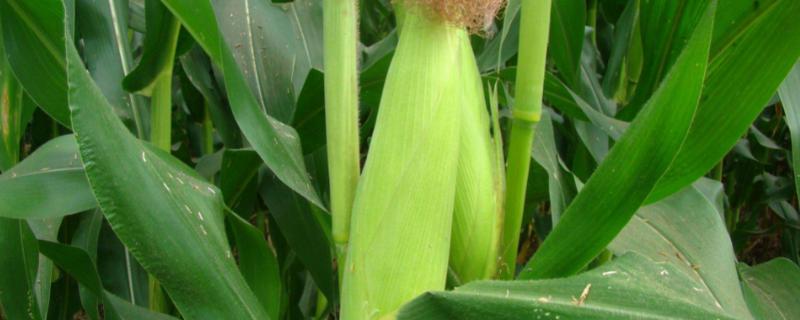 瑞丰929玉米种子介绍，一次性播种全苗