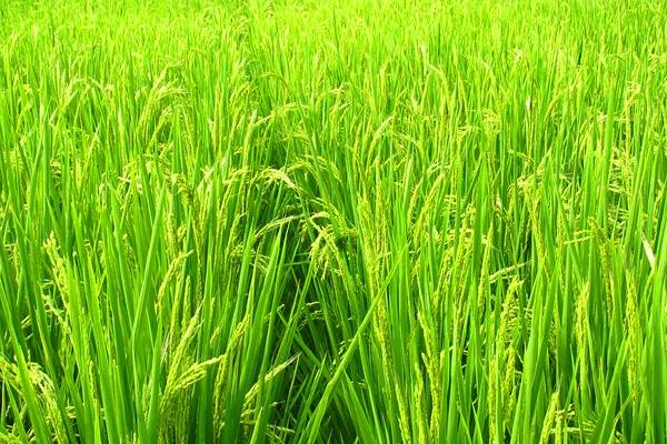 川优5727水稻种简介，感温籼型三系杂交水稻品种