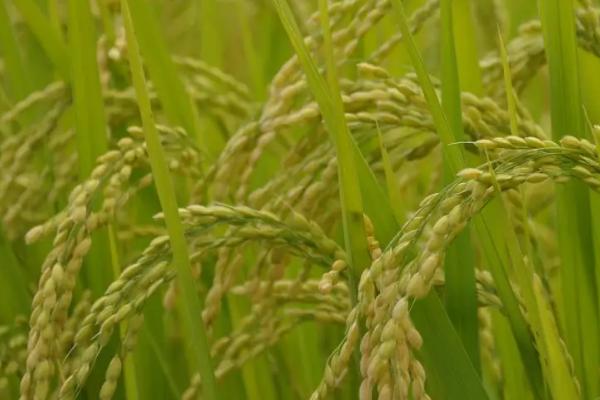 华中优1号水稻种子特征特性，全生育期135.0天