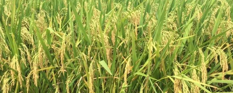 韵两优丝苗水稻种子介绍，每亩秧田播种量8～10千克
