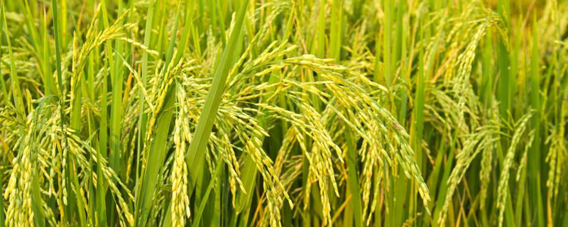 荃两优丝苗水稻种子特征特性，每亩插足基本苗8～9万