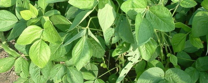 桂夏豆119大豆品种简介，适当调整种植密度