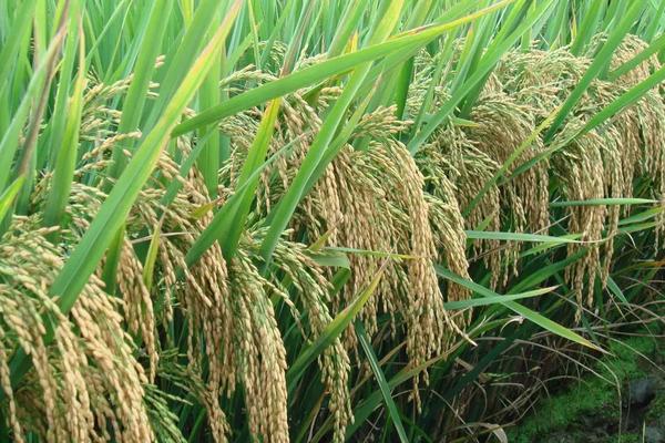 桂育糯198水稻种子简介，感温籼型常规糯水稻品种