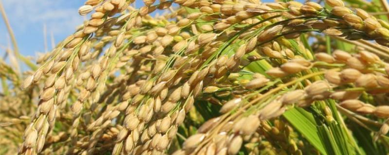 桂特籼占水稻品种简介，感温籼型常规水稻品种