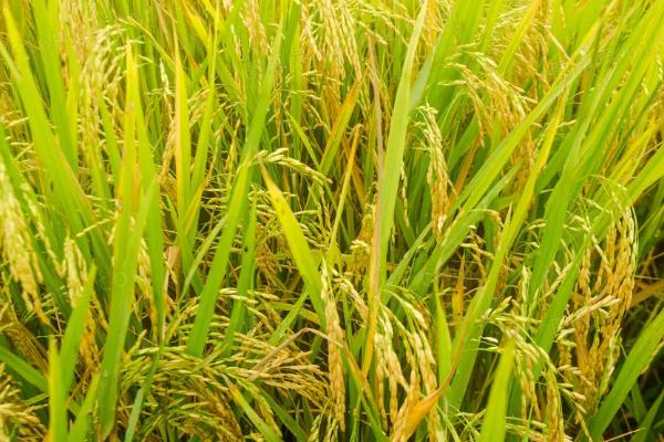 秋乡优699水稻种简介，每亩有效穗数18.6万