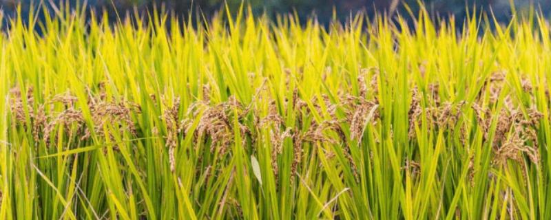 惠泽玉丝水稻种子特点，感温籼型常规水稻品种