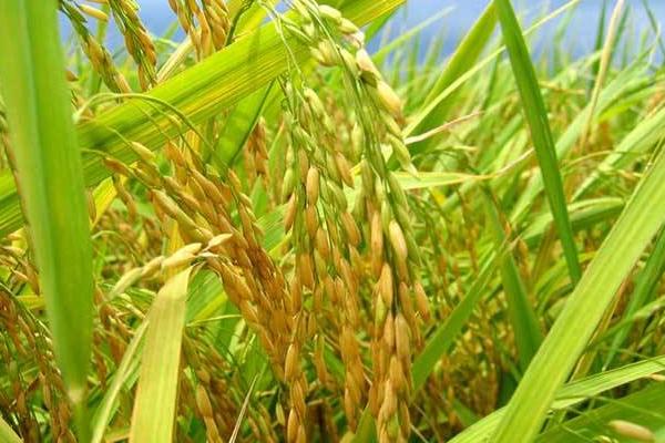 福红1号水稻品种简介，每亩有效穗数17.8万