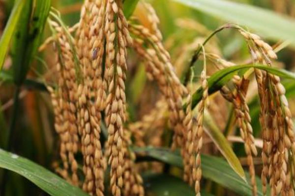 万川香占水稻种子特征特性，感温籼型常规水稻品种