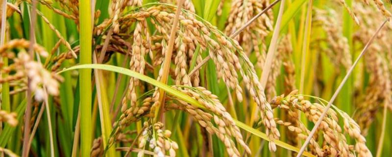 10香优龙丝苗水稻品种的特性，全生育期晚稻115.3天