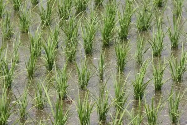 秋乡优699水稻种简介，每亩有效穗数18.6万