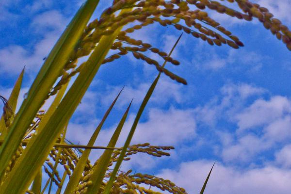银香优锦丝占水稻种简介，沿海地区注意防治稻白叶枯病