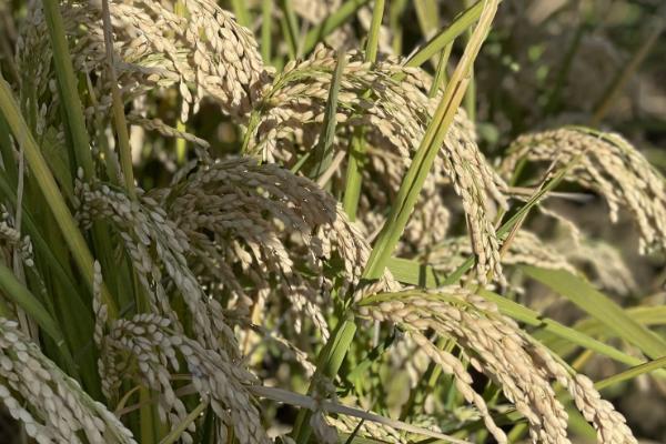 万川香占水稻种子特征特性，感温籼型常规水稻品种