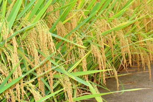 显两优167水稻种子特征特性，全生育期133.2天