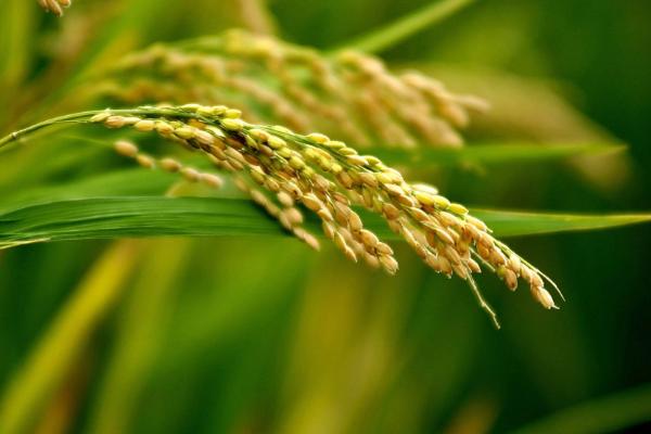 万香九九水稻品种的特性，每亩有效穗数21.2万