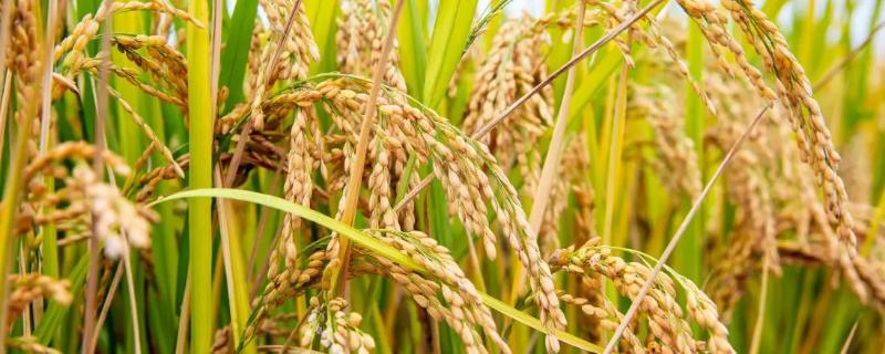 丰美优桂福香水稻种子特征特性，感温籼型三系杂交水稻品种