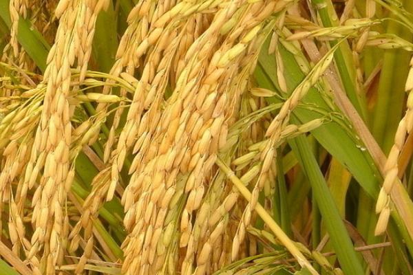 美香两优贡丝香水稻品种的特性，每亩有效穗数18.1万