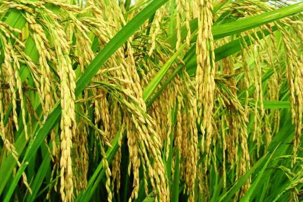 穗香优天成水稻种简介，每亩有效穗数16.5万