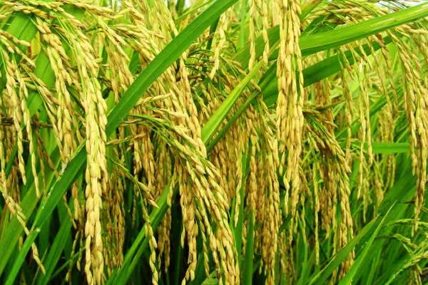 穗香优天成水稻种简介，每亩有效穗数16.5万
