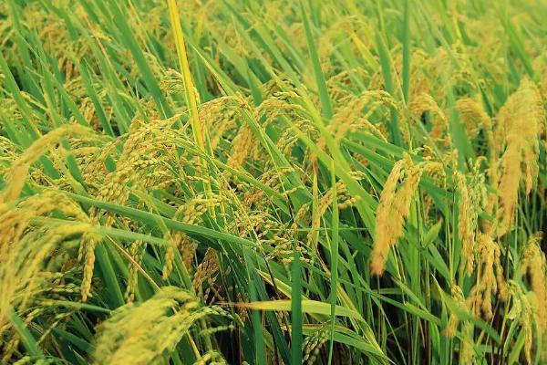 丰美优桂福香水稻种子特征特性，感温籼型三系杂交水稻品种