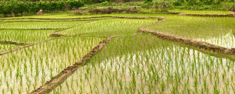 壮香优金香水稻品种的特性，中稻4月中旬播种
