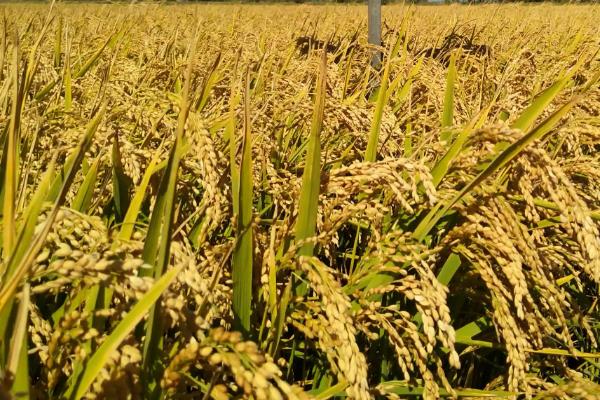 留香优兆香丝苗水稻品种简介，每亩大田用种量25～5千克