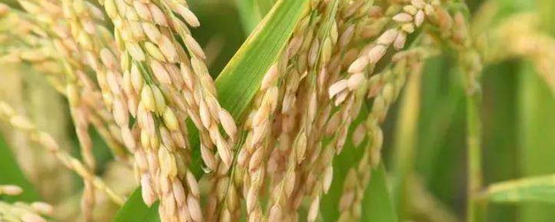 泸优100水稻种子简介，每亩有效穗数18.0万