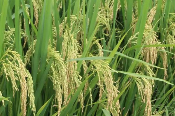 美香两优贡丝香水稻品种的特性，每亩有效穗数18.1万
