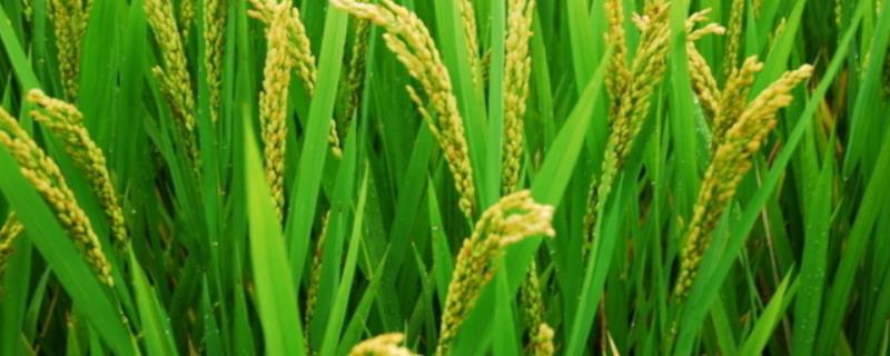 留香优兆香丝苗水稻品种简介，每亩大田用种量25～5千克