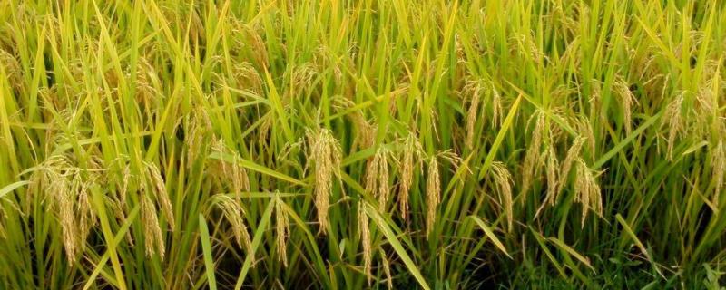 昌两优1767水稻种简介，籼型两系杂交水稻品种