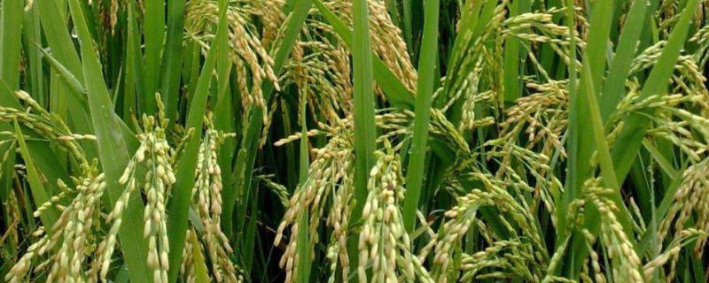 名丰优798水稻种子简介，每亩有效穗数17.5万