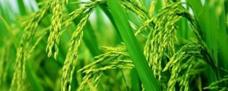 昱香两优馥香占水稻种子特点，每亩有效穗数20.0万