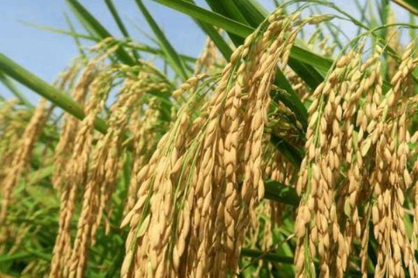 禾两优9009水稻种子特点，每亩有效穗数17.9万