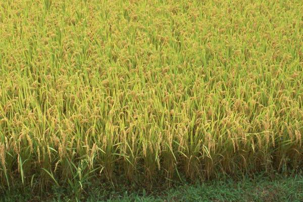 臻香优521水稻种简介，每亩有效穗数16.6万