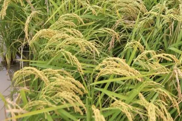 五乡优粤农丝苗水稻种子特征特性，全生育期早稻121.8天