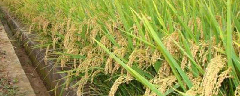 诺两优6号水稻品种的特性，每亩有效穗数17.5万